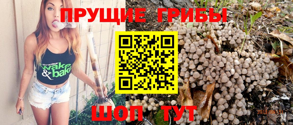 Галлюциногенные грибы Psilocybe Королёв